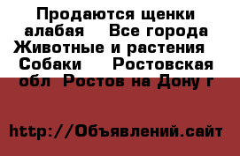 Продаются щенки алабая  - Все города Животные и растения » Собаки   . Ростовская обл.,Ростов-на-Дону г.